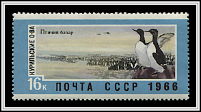Guillemots in Bird Sanctuary, Kuril Islands