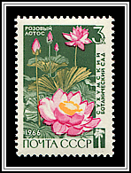 Pink Lotus