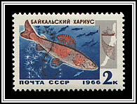 Thymallus Arcticus Baicalensis
