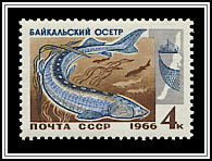 Acipenser Baeri Baicalensis