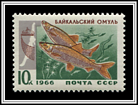 Coregonus Autumnalis Migratorius)