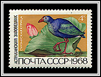 Swamphen & Lotus
