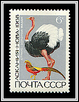 Ostrich & Golden Pheasant