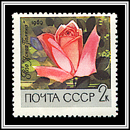 Yasnaya Polyana Rose