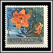 Stroynaya Lily