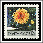 Listopad Dahlia