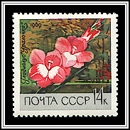 Ural Girl Gladiolas