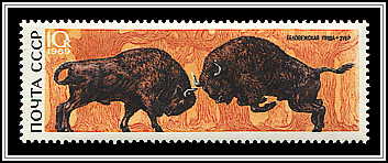 Bison Bonasus