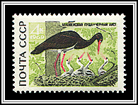 Ciconia Nigra