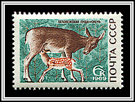 Cervus Elaphus