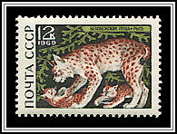 Lynx Lynx