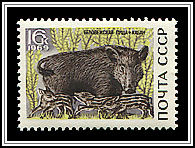 Sus Scrofa