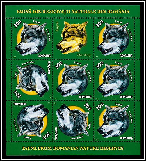 Wolf (Canis lupus)