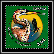 Purple Heron (Ardea purpurea)