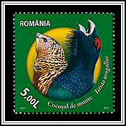 Western Capercaillie (Tetrao urogallus)