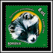 Raccoon Dog (Nyctereutes procyonoides)