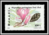 Saucer Magnolia (Magnolia × soulangeana)