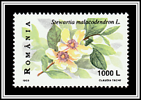 Silky Camellia (Stewartia malacodendron)