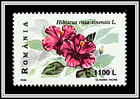 Chinese Hibiscus (Hibiscus rosa-sinensis)