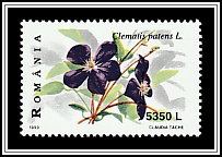 Kazaguruma (Clematis patens)