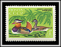 Aix Galericulata