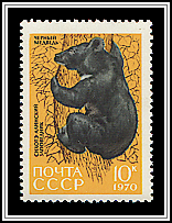 Ursus Thibetanus