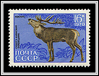 Cervus Elaphus