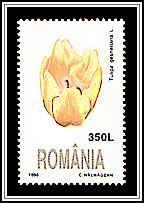 Tulip (Tulipa gesneriana)