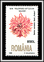 Dahlia (Dahlia variabilis)