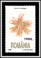 Lily (Lilium martagon)