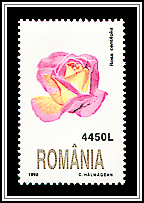 Rose (Rosa centifolia)