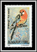 Eastern Rosella (Platycercus eximius)