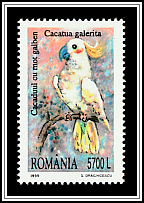 Sulphur-crested Cockatoo (Cacatua galerita)