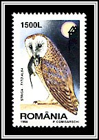 Western Barn Owl (Tyto alba)