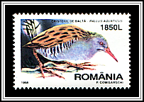 Water Rail (Rallus aquaticus)