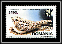 European Nightjar (Caprimulgus europaeus)
