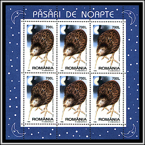Southern Brown Kiwi (Apteryx australis)