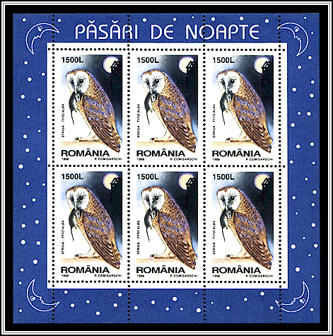 Western Barn Owl (Tyto alba)