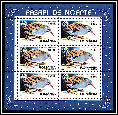 Water Rail (Rallus aquaticus)