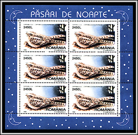 European Nightjar (Caprimulgus europaeus)