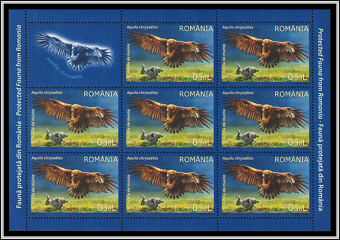Golden Eagle (Aquila chrysaetos)