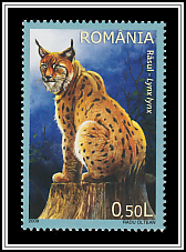 Eurasian Lynx