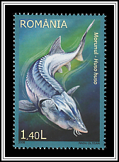 European Sturgeon