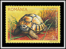 Greek Tortoise