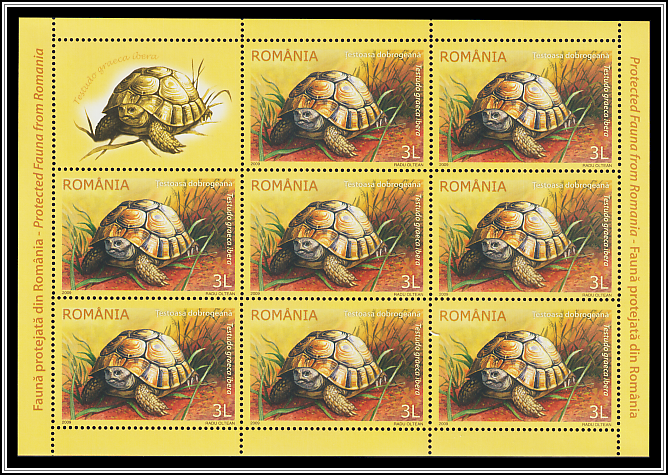 Greek Tortoise (Testudo graeca ssp. ibera)