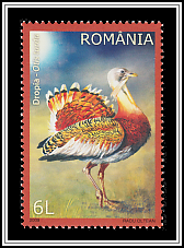 Great Bustard