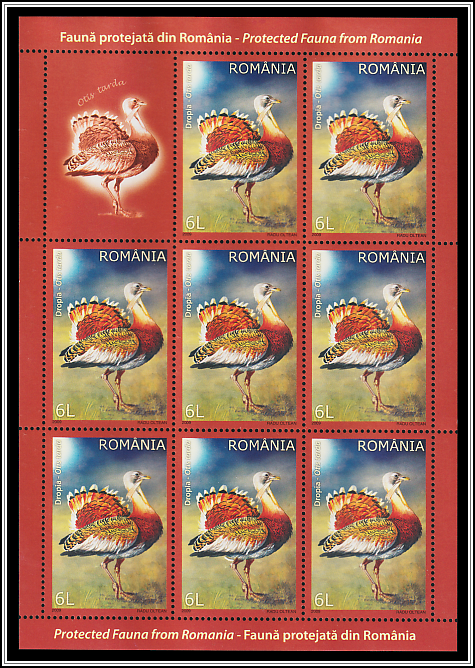 Great Bustard (Otis tarda)