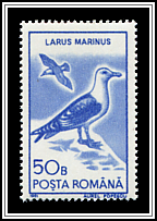 Great Black-backed Gull (Larus marinus)