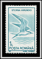Common Tern (Sterna hirundo)