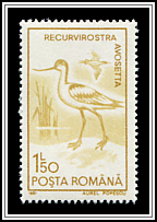 Pied Avocet (Recurvirostra avosetta)
